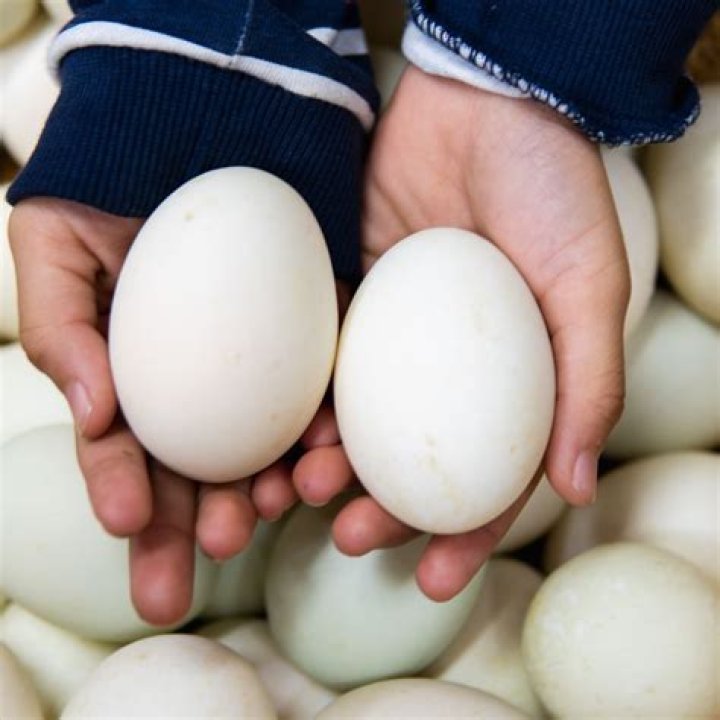 Why do we not eat duck eggs?