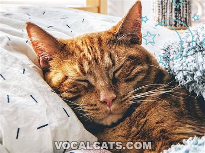 Why does my cat come to me when I make a high-pitched noise?