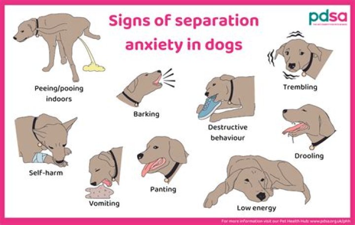 Why does my dog have separation anxiety all of a sudden?