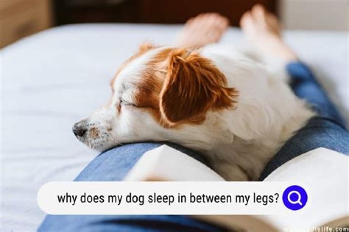 Why does my dog playtime at bedtime?