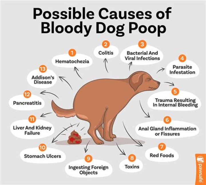 Why is my dog pooping diarrhea with blood?