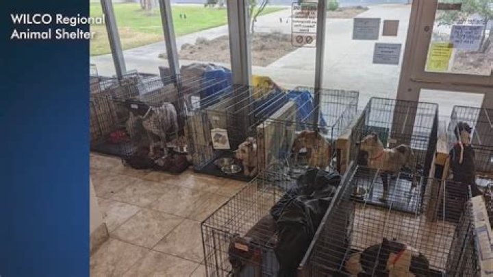 Discover the Heartwarming Mission of Wilco Animal Shelter