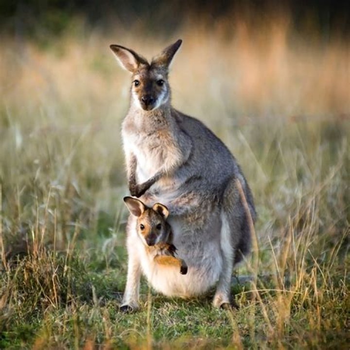 Young kangaroo